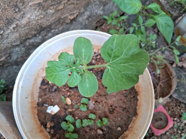 Identificação da planta Melancia por foto