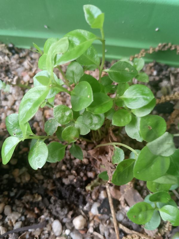Identificação da planta Planta-dinheiro por foto