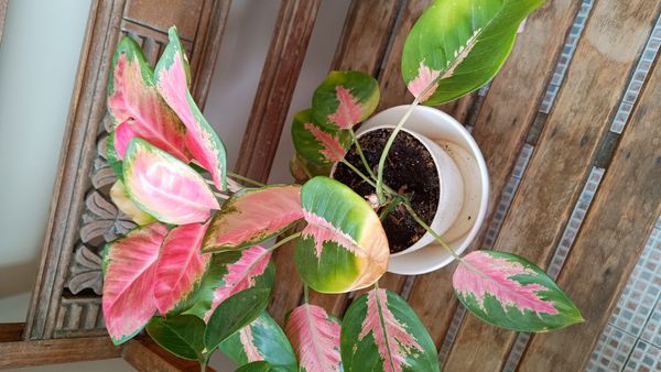 Identificação da planta Café de Salão por foto