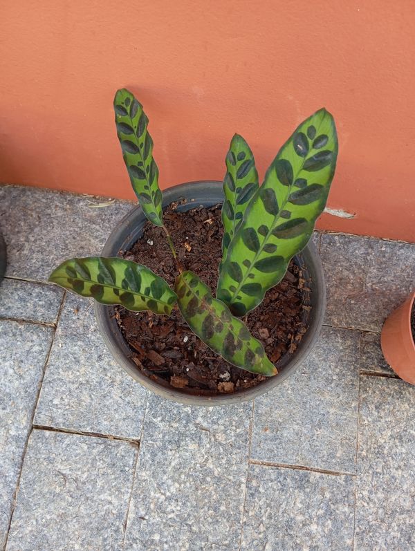 Identificação da planta Maranta cascavel por foto