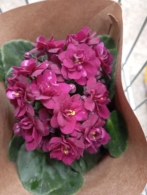 Identificação da planta Violeta por foto