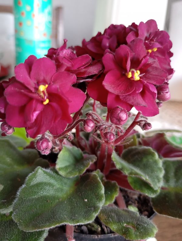 Identificação da planta Violeta por foto