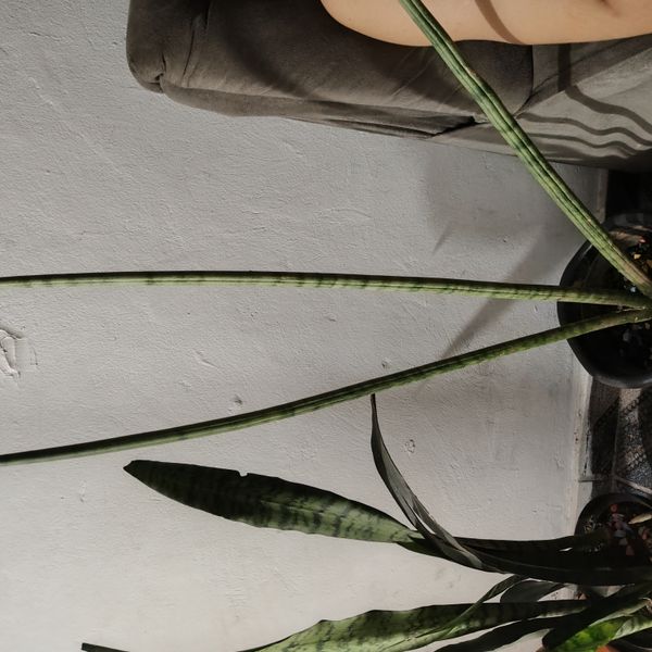 Identificação da planta Lança de São Jorge por foto