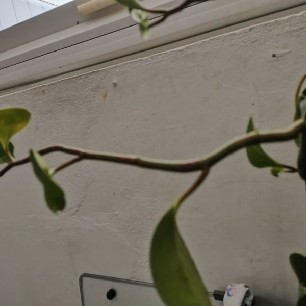 Identificação da planta Peperomia limão por foto