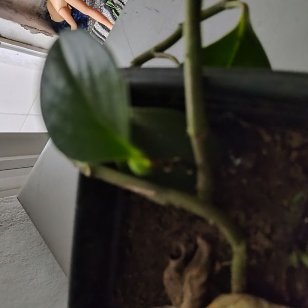 Identificação da planta Peperomia limão por foto