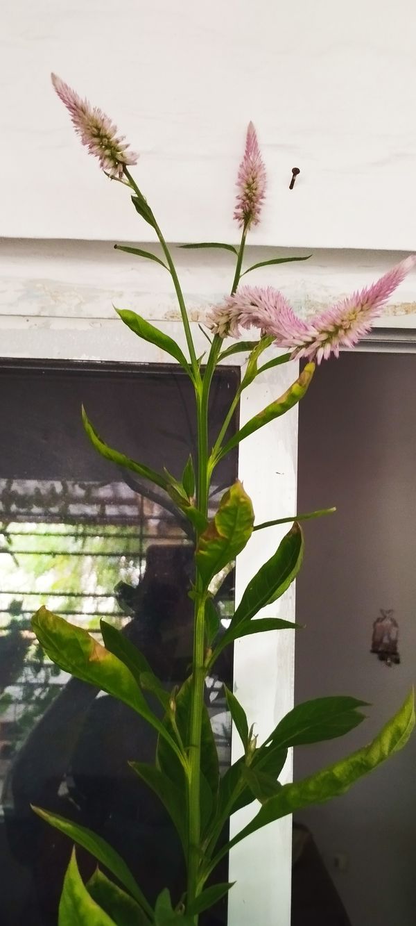Identificação da planta Crista-de-galo por foto