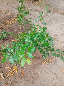 Identificação da planta Juá por foto