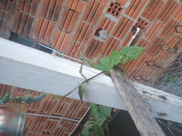 Identificação da planta Serrapilheira por foto