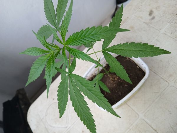 Identificação da planta Maconha por foto
