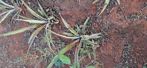 Identificação da planta Abacaxi por foto