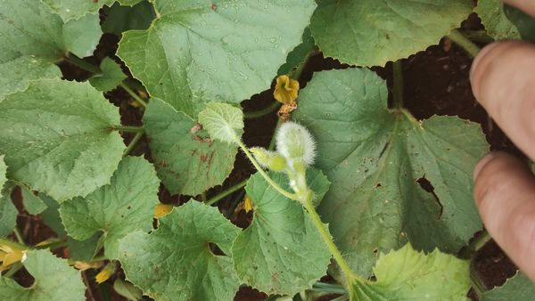 Identificação da planta Melão por foto
