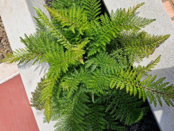 Identificação da planta Mil-folhas por foto