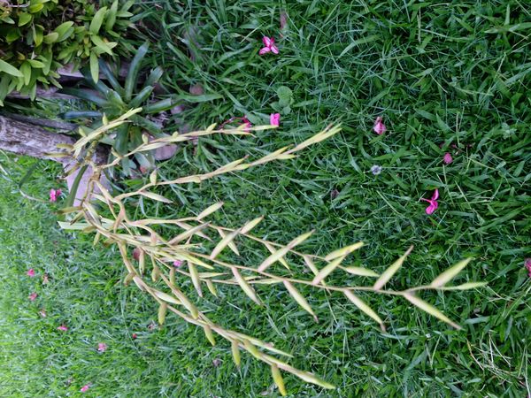 Identificação da planta Cacto-do-ar por foto