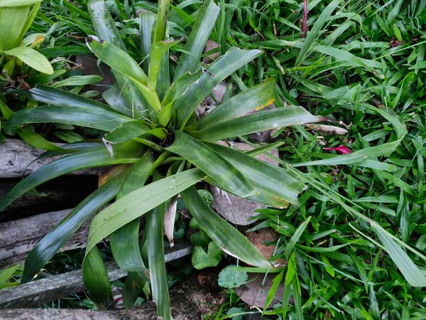 Identificação da planta Criptanto por foto