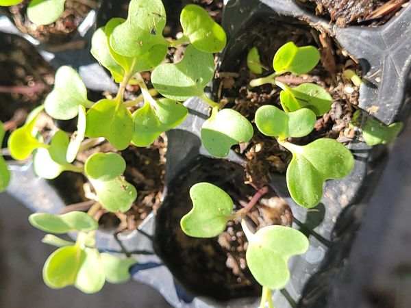 Identificação da planta Erva-do-cão por foto
