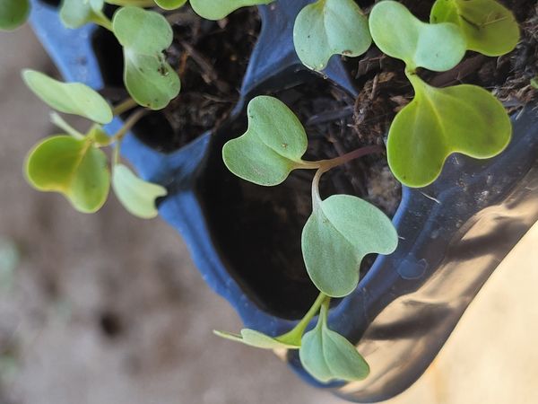 Identificação da planta Rúcula por foto