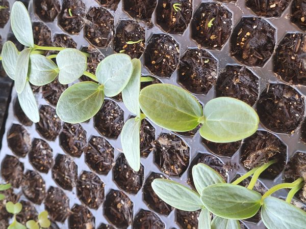 Identificação da planta Pepino por foto