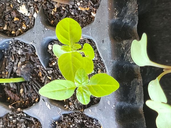 Identificação da planta Manjericão por foto