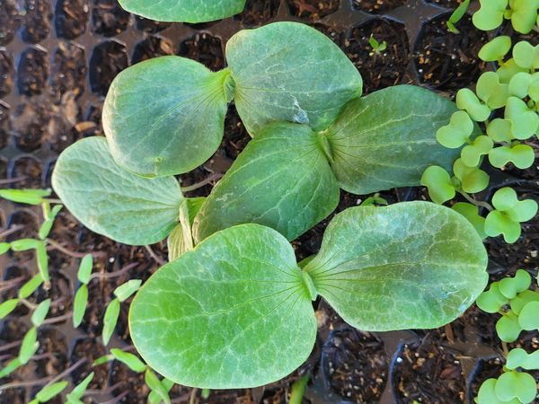 Identificação da planta Pepino por foto