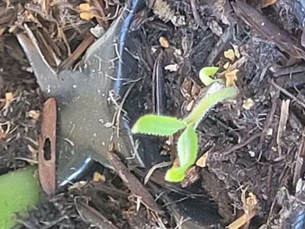 Identificação da planta Lentilha por foto