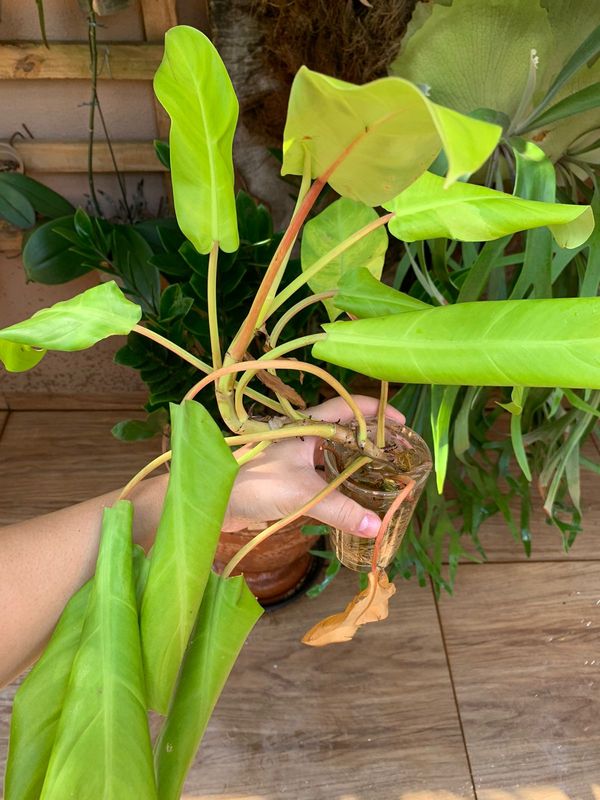 Identificação da planta Pacová por foto