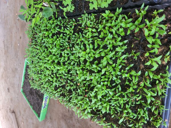 Identificação da planta Agrião por foto