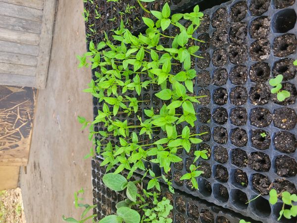 Identificação da planta Pimenta por foto