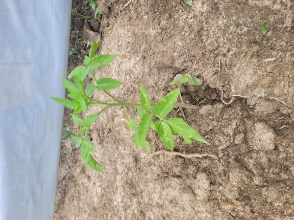 Identificação da planta Tomate por foto