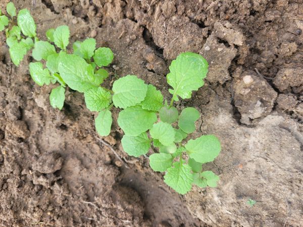 Identificação da planta Nabo-bravo por foto
