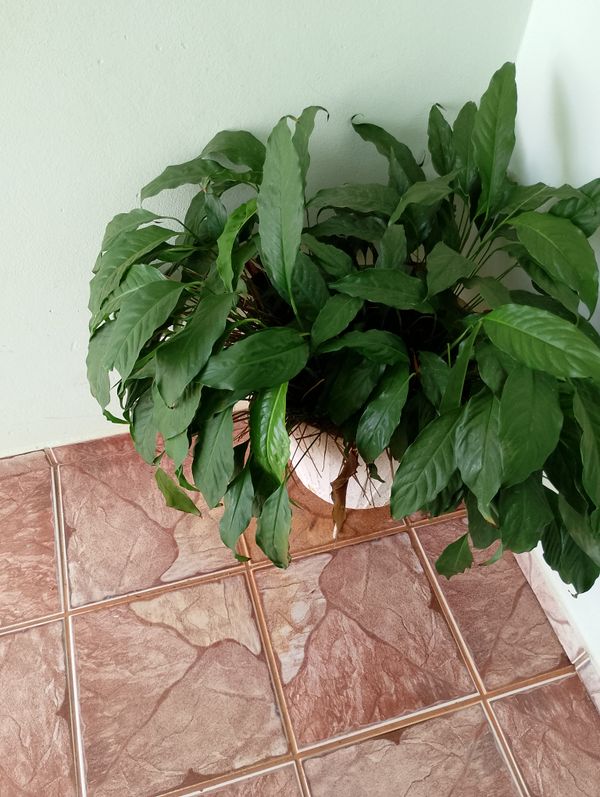 Identificação da planta Lírio-da-paz por foto