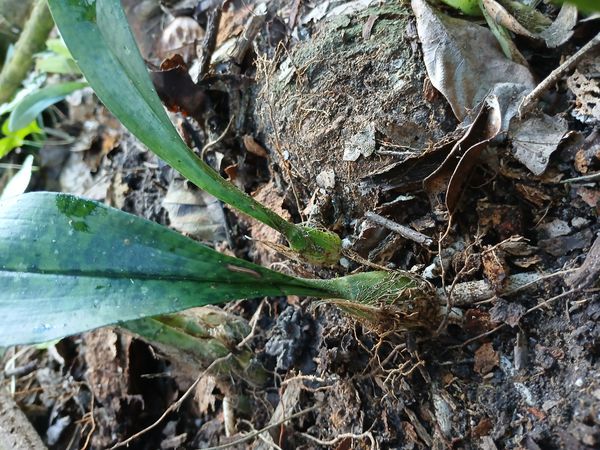 Identificação da planta Orquídea-tigre por foto