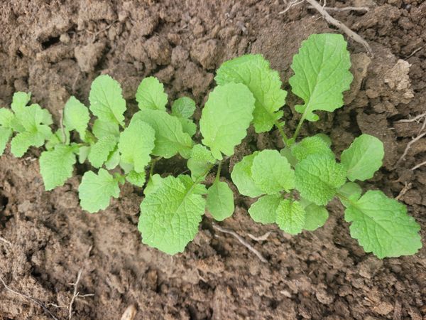 Identificação da planta Nabo-bravo por foto