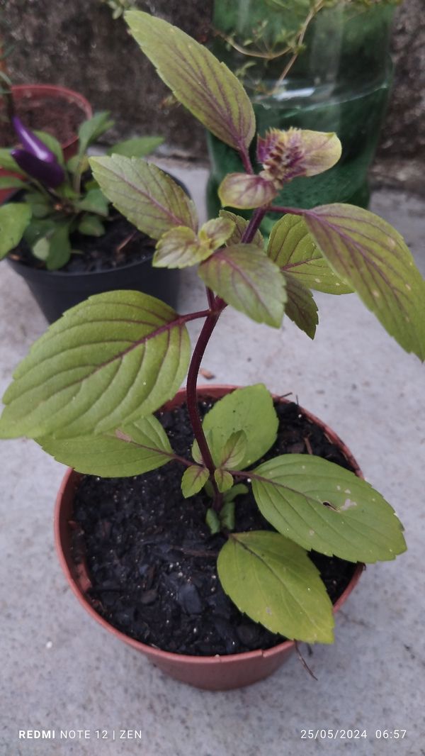 Identificação da planta Manjericão roxo por foto