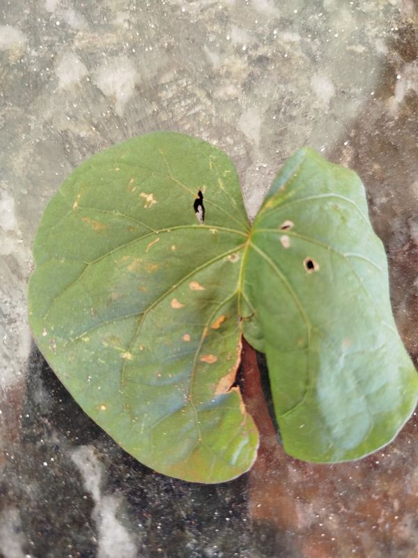 Identificação da planta Sete-léguas por foto