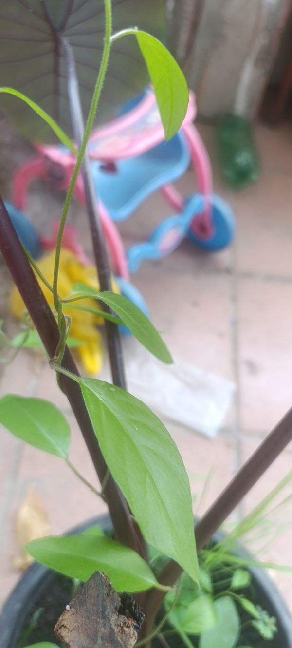 Identificação da planta Salsinha-brava por foto