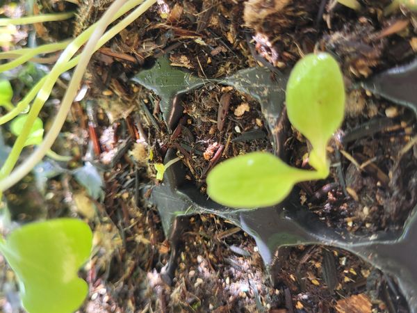 Identificação da planta Alface por foto