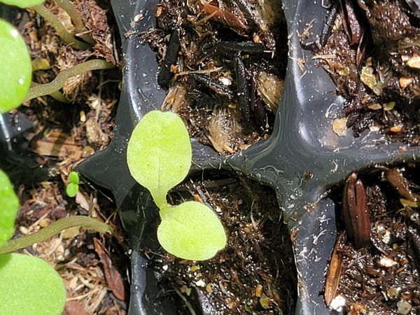 Identificação da planta Agrião por foto