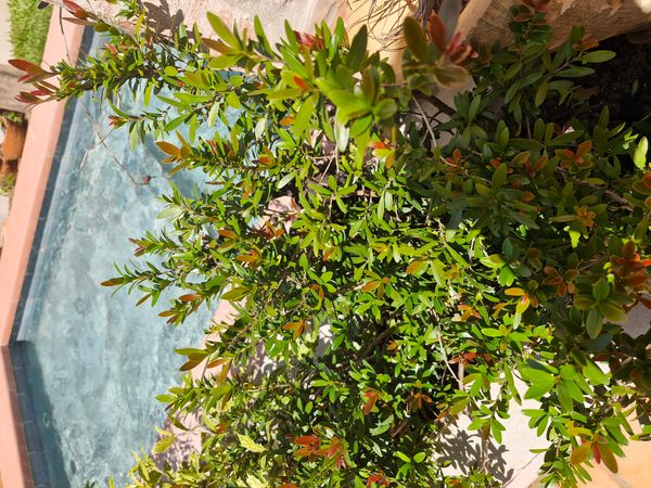 Identificação da planta Oiti-da-china por foto