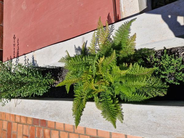 Identificação da planta Mil-folhas por foto