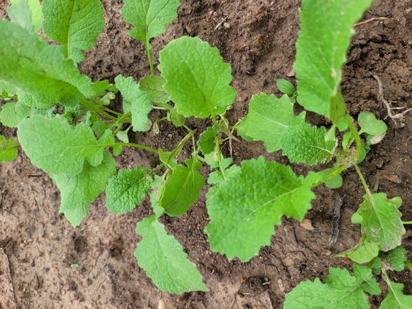 Identificação da planta Nabo-bravo por foto