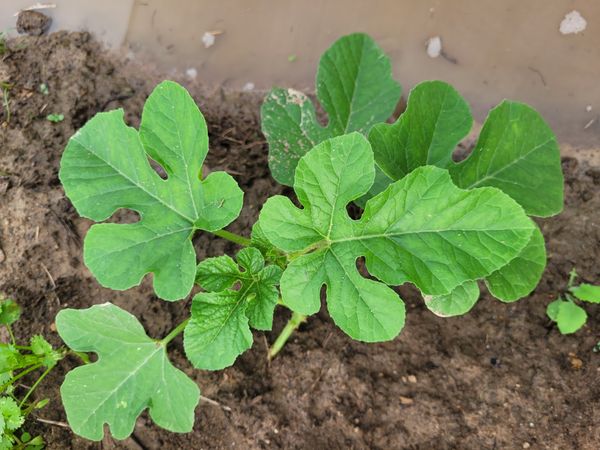 Identificação da planta Maxixe por foto