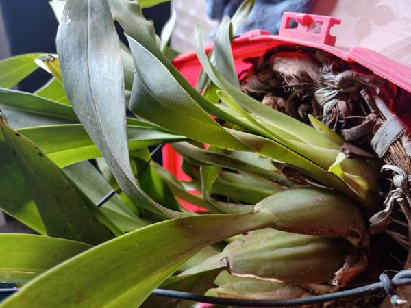 Identificação da planta Chuva-de-ouro por foto