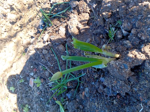 Identificação da planta Cebola por foto