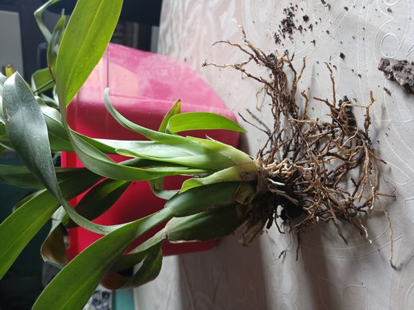 Identificação da planta Chuva-de-ouro por foto