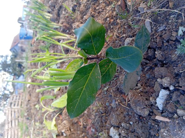 Identificação da planta Louro por foto