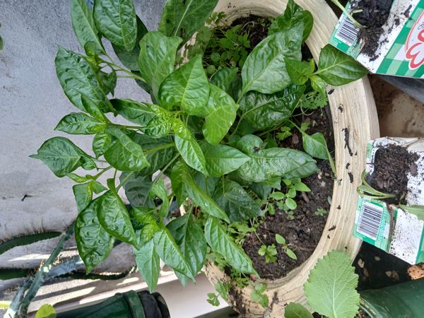 Identificação da planta Pimenta-de-cheiro por foto