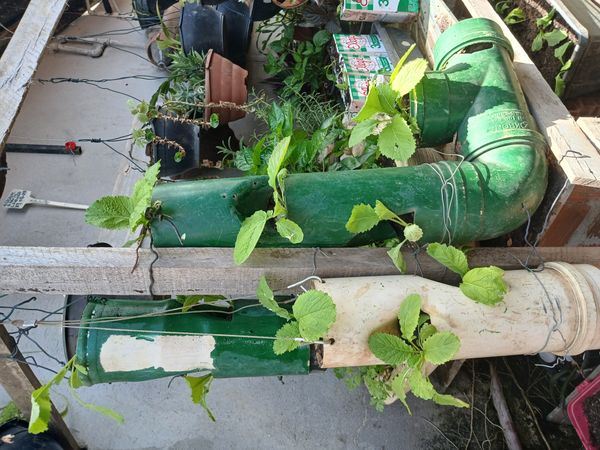 Identificação da planta morangueiro por foto