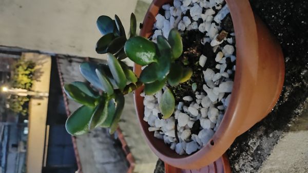 Identificação da planta Planta-jade por foto