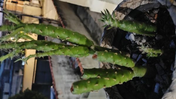 Identificação da planta Cacto-pedra por foto