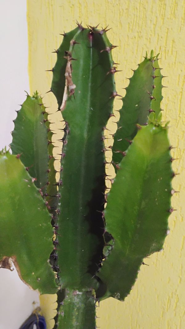 Identificação da planta Candelabro por foto